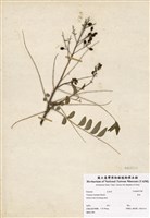 藏品(黃皮)的圖片